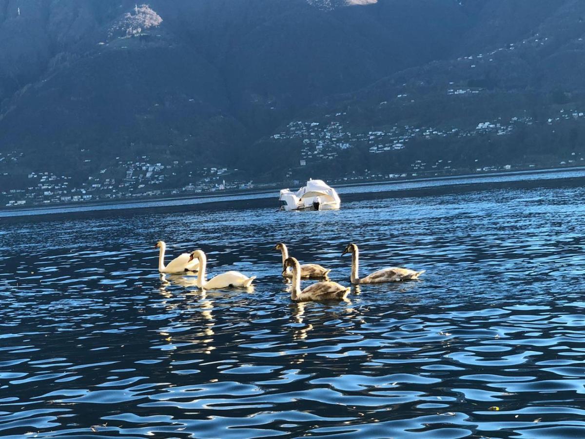 Casa Sibylle Bei Locarno Lägenhet Exteriör bild