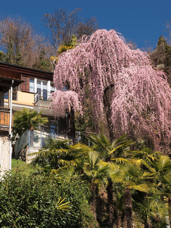 Casa Sibylle Bei Locarno Lägenhet Exteriör bild